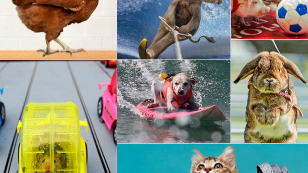 Animal Competitions: Real or Fake? - 2 - Slide Title
